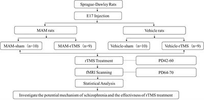 Early-Stage Repetitive Transcranial Magnetic Stimulation Altered Posterior–Anterior Cerebrum Effective Connectivity in Methylazoxymethanol Acetate Rats